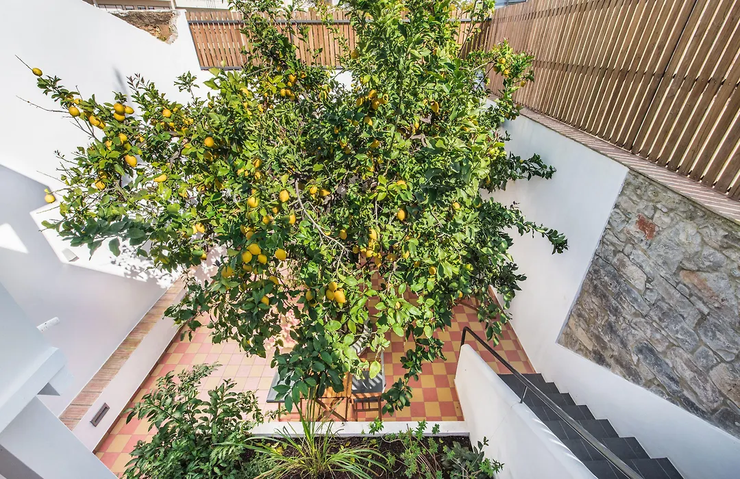 Lemon Tree Stay-1